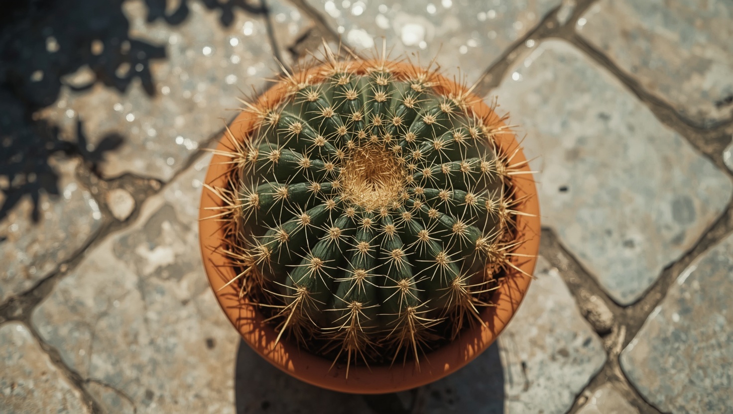 echinocactus grusonii golden barrel cactus